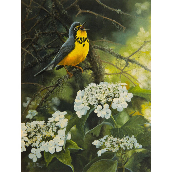 Canada Warbler and Cranberrybush