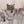 Giclée sur toile, reproduction haut de gamme de l’œuvre originale de Gisèle Benoit peintre animalière et naturaliste, galerie d’art, Centre Monique et Gisèle Benoit, Sainte-Anne-des-Monts, Gaspésie, art animalier, musée, exposition, peintures, cadres. Loups gris, prédateurs, scène d'hiver.