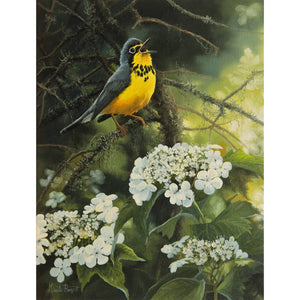 Carte de souhait sans texte, enveloppe incluse, collection de cartes des œuvres de Gisèle Benoit, peintre animalière et naturaliste, Centre d’art Monique et Gisèle Benoit, Sainte-Anne-des-Monts, Gaspésie, art animalier. Paruline du Canada, oiseau, fleurs sauvages, scéne d'été.