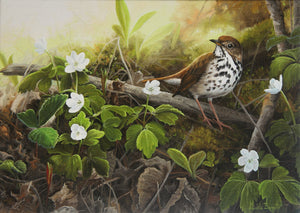 Tableau original de Gisèle Benoit peintre animalière et naturaliste, huile sur toile, scène de la faune canadienne, galerie d’art, Centre Monique et Gisèle Benoit, Sainte-Anne-des-Monts, Gaspésie, art animalier, musée, exposition, peintures, cadres.  Grive solitaire, fleurs sauvages, oiseau, scène de printemps.