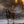 Giclée sur toile, reproduction haut de gamme de l’œuvre originale de Gisèle Benoit peintre animalière et naturaliste, galerie d’art, Centre Monique et Gisèle Benoit, Sainte-Anne-des-Monts, Gaspésie, art animalier, musée, exposition, peintures, cadres. Orignal, cervidé, scène d'automne.