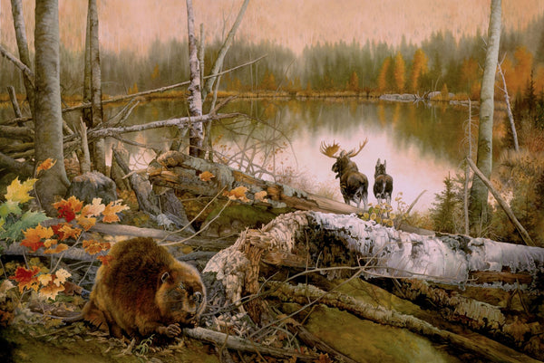 Carte de souhait sans texte, enveloppe incluse, collection de cartes des œuvres de Monique Benoit, peintre animalière et naturaliste, Centre d’art Monique et Gisèle Benoit, Sainte-Anne-des-Monts, Gaspésie, art animalier. Scène d'automne, orignaux, cervidés, castor, rongeur.