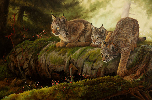 Giclée sur toile, reproduction haut de gamme de l’œuvre originale de Gisèle Benoit peintre animalière, naturaliste, galerie d’art, Centre Monique et Gisèle Benoit, Sainte-Anne-des-Monts, Gaspésie, art animalier, musée, exposition, peintures, cadres. Lynx du Canada, félins, prédateurs, fleurs sauvages, scène de printemps.