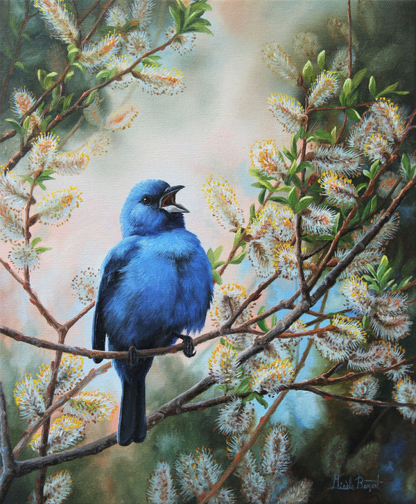 Carte de souhait sans texte, enveloppe incluse, collection de cartes des œuvres de Monique Benoit, peintre animalière et naturaliste, Centre d’art Monique et Gisèle Benoit, Sainte-Anne-des-Monts, Gaspésie, art animalier. Scène de printemps, oiseau, passerin indigo.