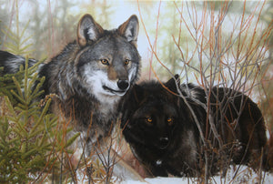 Carte de souhait sans texte, enveloppe incluse, collection de cartes des œuvres de Monique Benoit, peintre animalière et naturaliste, Centre d’art Monique et Gisèle Benoit, Sainte-Anne-des-Monts, Gaspésie, art animalier. Scène d'hiver, loups, prédateurs.