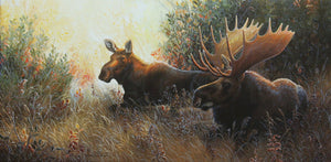 Impression sur alupanel, reproduction haut de gamme de l’œuvre originale de Gisèle Benoit peintre animalière et naturaliste, galerie d’art, Centre Monique et Gisèle Benoit, Sainte-Anne-des-Monts, Gaspésie, art animalier, musée, exposition, peintures, cadres. Orignaux, scène d'automne.