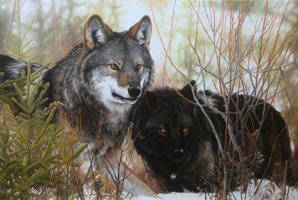Impression sur alupanel, reproduction haut de gamme de l’œuvre originale de Gisèle Benoit peintre animalière et naturaliste, galerie d’art, Centre Monique et Gisèle Benoit, Sainte-Anne-des-Monts, Gaspésie, art animalier, musée, exposition, peintures, cadres. Loup gris, prédateur, scène d'hiver.