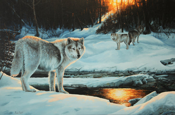 La ravine aux loups – Loups gris en mars