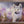 Babaloup – Jeune loup