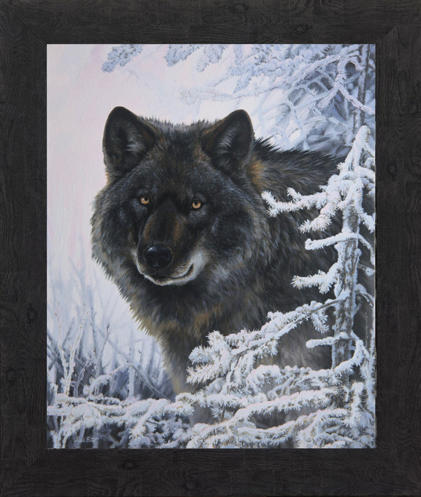 Blue – Portrait d'un loup gris