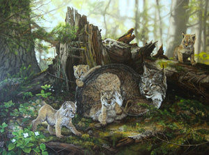 Giclée sur toile, reproduction haut de gamme de l’œuvre originale de Gisèle Benoit peintre animalière, naturaliste, galerie d’art, Centre Monique et Gisèle Benoit, Sainte-Anne-des-Monts, Gaspésie, art animalier, musée, exposition, peintures, cadres. Lynx du Canada, félins, prédateurs, fleurs sauvages, scène de printemps.