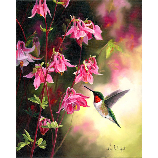 Ancolies vulgaires et colibri à gorge rubis