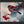 Pine Grosbeak