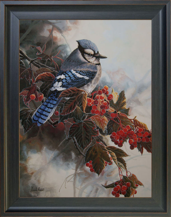 Geai bleu et givre