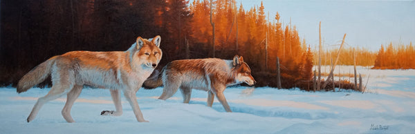 Lumière rasante – Loups gris