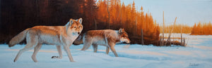 Lumière rasante – Loups gris