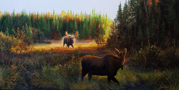 Me voilà! – Couple d’orignaux en automne