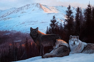Tableau original de Gisèle Benoit peintre animalière,naturaliste, huile sur toile, scène de la faune canadienne, galerie d’art, Centre Monique et Gisèle Benoit, Sainte-Anne-des-Monts, Gaspésie, art animalier, musée, exposition, peintures, cadres. Loups gris, scène d'hiver, prédateurs.