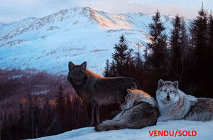 Tableau original de Gisèle Benoit peintre animalière,naturaliste, huile sur toile, scène de la faune canadienne, galerie d’art, Centre Monique et Gisèle Benoit, Sainte-Anne-des-Monts, Gaspésie, art animalier, musée, exposition, peintures, cadres. Loups gris, scène d'hiver, prédateurs.