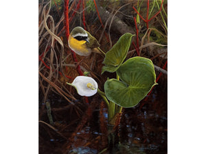 Paruline masquée et calla des marais