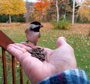 Tableau original de Gisèle Benoit peintre animalière et naturaliste, huile sur toile, scène de la faune canadienne, galerie d’art, Centre Monique et Gisèle Benoit, Sainte-Anne-des-Monts, Gaspésie, art animalier, musée, exposition, peintures, cadres.  Mésanges à tête noire, oiseau, scène d'automne.
