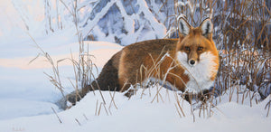 Giclée sur toile, reproduction haut de gamme de l’œuvre originale de Gisèle Benoit peintre animalière et naturaliste, galerie d’art, Centre Monique et Gisèle Benoit, Sainte-Anne-des-Monts, Gaspésie, art animalier, musée, exposition, peintures, cadres. Renard, prédateur, scène d'hiver.