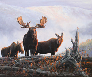 Tableau original de Gisèle Benoit peintre animalière et naturaliste, huile sur toile, scène de la faune canadienne, galerie d’art, Centre Monique et Gisèle Benoit, Sainte-Anne-des-Monts, Gaspésie, art animalier, musée, exposition, peintures, cadres. Orignal, scène d'automne, paysage.