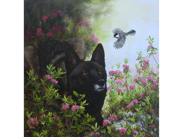 Como, l’Ange-loup