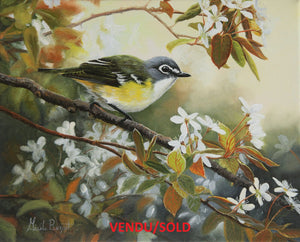 Tableau original de Gisèle Benoit peintre animalière et naturaliste, huile sur toile, scène de la faune canadienne, galerie d’art, Centre Monique et Gisèle Benoit, Sainte-Anne-des-Monts, Gaspésie, art animalier, musée, exposition, peintures, cadres. Viréo à tête bleue , oiseaux, scène de printemps.
