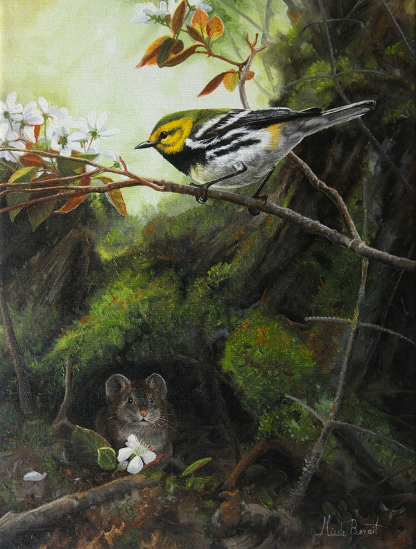 Carte de souhait sans texte, enveloppe incluse, collection de cartes des œuvres de Gisèle Benoit, peintre animalière et naturaliste, Centre d’art Monique et Gisèle Benoit, Sainte-Anne-des-Monts, Gaspésie, art animalier. Paruline verte à gorge noire, oiseau, fleurs sauvages, scène de printemps, rongeur.