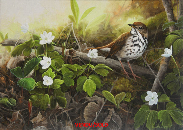 Among the Anemones – Hermit Thrush and Wood Anemones