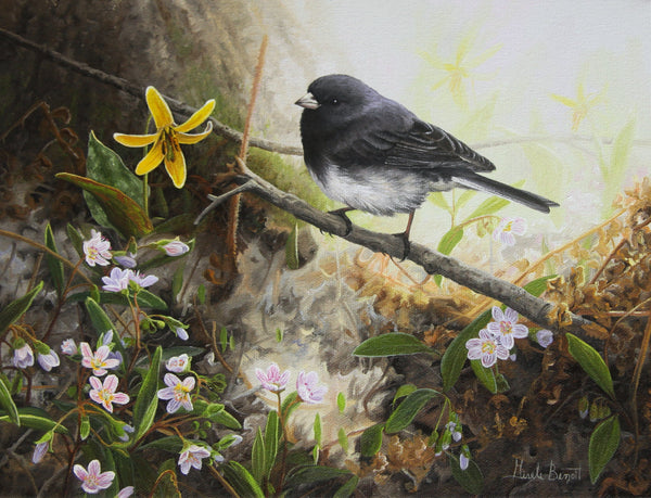 Spring Undergrowth – Dark-eyed Junco, American Trout Lily and Claytonias