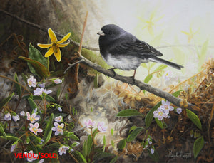 Spring Undergrowth – Dark-eyed Junco, American Trout Lily and Claytonias