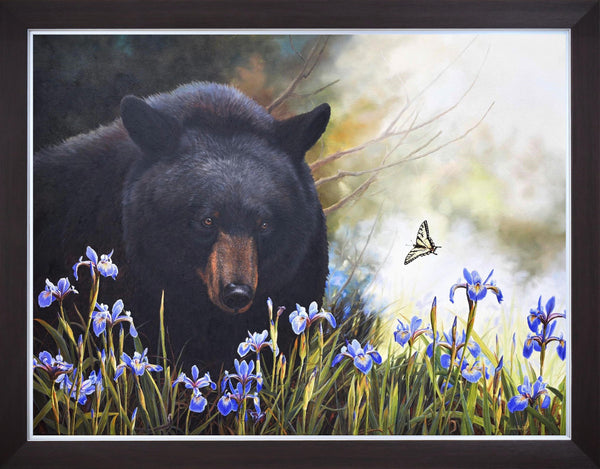L’Ours Philosophe au marais des iris – Ours noir et papillon tigré du Canada