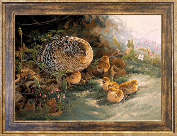 The Brood – Ruffed Grouse and her Chicks