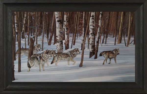 La meute – Loups gris