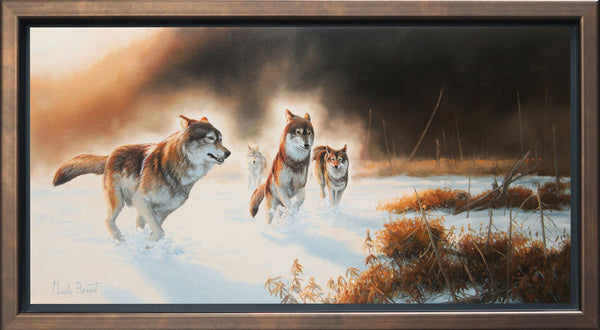 La tourbière en hiver – Loups