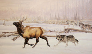 Tableau original de Monique Benoit peintre animalière,naturaliste, huile sur toile, scène de la faune canadienne, galerie d’art, Centre Monique et Gisèle Benoit, Sainte-Anne-des-Monts, Gaspésie, art animalier, musée, exposition, peintures, cadres. Wapiti, cervidés, scène d'hiver, loups gris, prédateurs, paysage.