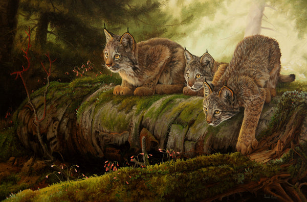 Les chatons  –  Lynx du Canada et linnées boréales