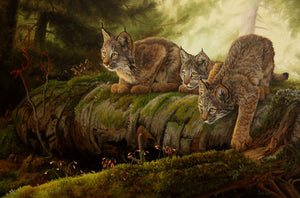 Giclée sur toile, reproduction haut de gamme de l’œuvre originale de Gisèle Benoit peintre animalière, naturaliste, galerie d’art, Centre Monique et Gisèle Benoit, Sainte-Anne-des-Monts, Gaspésie, art animalier, musée, exposition, peintures, cadres. Lynx du Canada, félins, prédateurs, fleurs sauvages, scène de printemps.