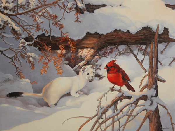 Le prince et l'hermine – Cardinal rouge et hermine en hiver