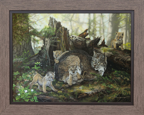 Purring in the Undergrowth – Canada Lynx Family