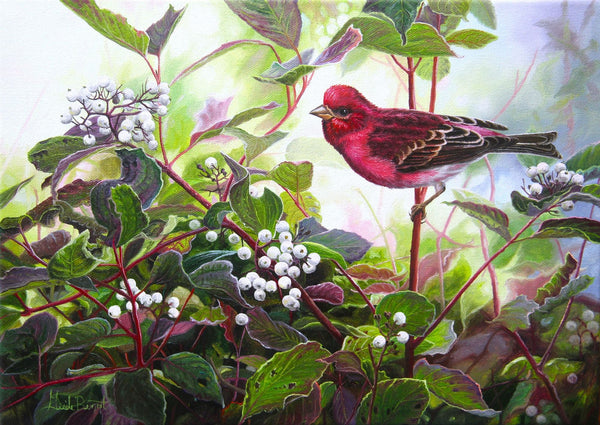 Tableau original de Gisèle Benoit peintre animalière,naturaliste, huile sur toile, scène de la faune canadienne, galerie d’art, Centre Monique et Gisèle Benoit, Sainte-Anne-des-Monts, Gaspésie, art animalier, musée, exposition, peintures, cadres. Oiseau, scène d'automne, paysage.