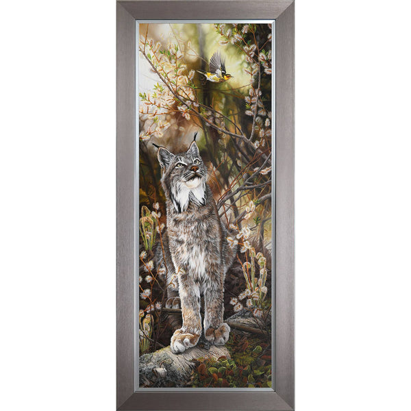 Sous les saules –  Paruline tigrée et lynx du Canada