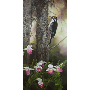Black-backed Woodpecker and Showy Lady’s slippers
